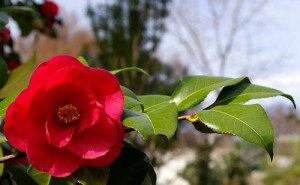 Camellia-japonica--Scott-Ackerman--cc-by-2-0