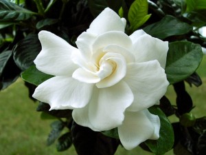 gardenia